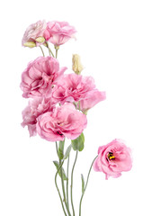 bunch of pink eustoma flowers isolated on white