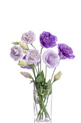 bunch of violet and white eustoma flowers in glass vase isolated on white