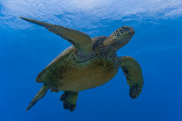 Close Up Photo of Hawaiian Sea Turtle in the Ocean 