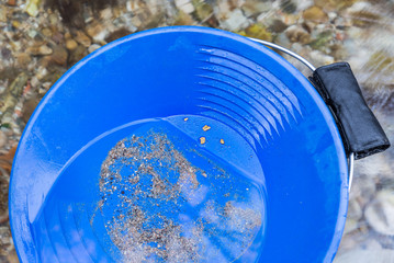 Gold nuggets in a blue pan. Four very rare Italian native gold nuggets. Natural gold from European rivers