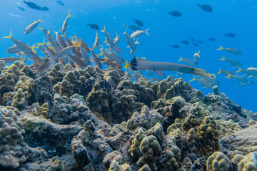 Large Hawaiian Trumpet Fish Swimming in a Coral Reef with other Schools of Fish 