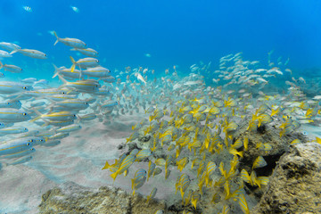 Fototapeta na wymiar Large School of Yellow and White Tropical Fish Swimming in Coral Reef in Hawaii