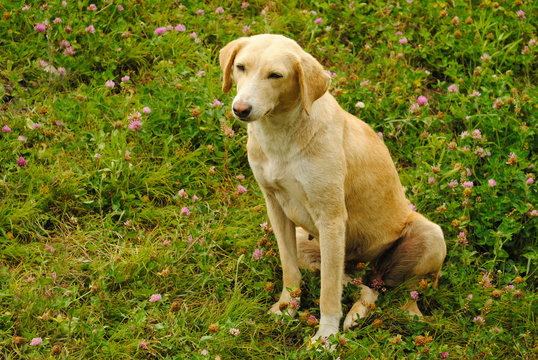 Combai dog breed, Manali, Himachal Pradesh, india