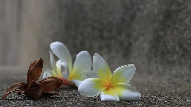 Beautiful sweet Plumeria flowers, blooming, concept for background texture. Vintage and natural background. close up flower. falling on the floor.