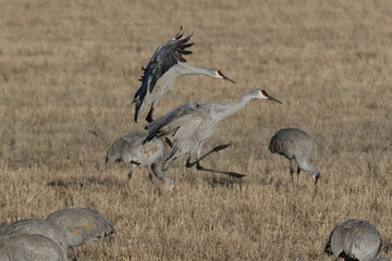 Sandhill Crane Bosque del Apache Wildlife Reserve New Mexico USA