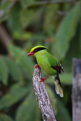 Green Magpie,  Cissa chinensis, Okre, Sikkim, India