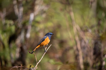 Blue fronted Redstart,  Phoenicurus frontalis, Pangolekha Wildlife Sanctuary, Sikkim, India
