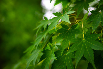 Fototapeta na wymiar Deep-toothed shape, green leaves of small size of maple garden on tree branches with blurred background.