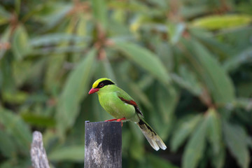 Green Magpie,  Cissa chinensis, Okre, Sikkim, India