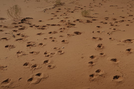 Animal Tracks In Desert