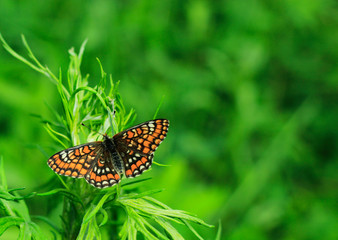 butterfly on green grass background