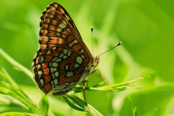 butterfly on green grass background