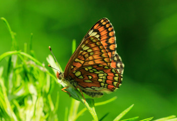 butterfly on green grass background