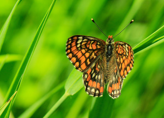 butterfly on green grass background