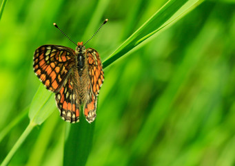 butterfly on green grass background