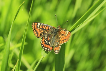 butterfly on green grass background