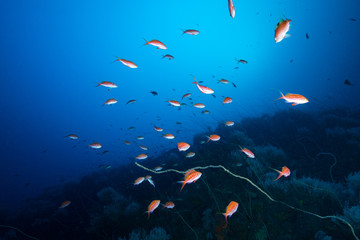 伊豆の海　サクラダイ