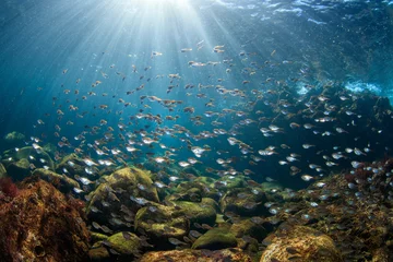 Foto op Aluminium 伊豆の海　魚の群れ © Takashi Nagaku