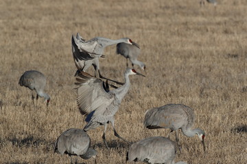 Sandhill Crane Bosque del Apache Wildlife Reserve New Mexico USA