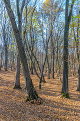 Hoia Baciu Forest - World’s Most Haunted Forest with a reputation for many intense paranormal activity and unexplained events. Inside Hoia Baciu Haunted Forest in Cluj-Napoca, Transylvania, Romania