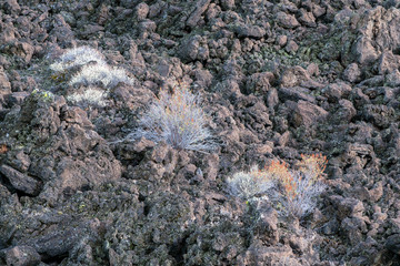 Sage grows in the Devil's Homestead Lava Flow at the Lava Beds National Monument, California, USA
