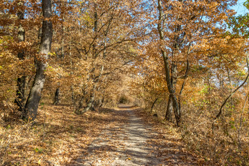 Hoia Baciu Forest - World’s Most Haunted Forest with a reputation for many intense paranormal activity and unexplained events. Inside Hoia Baciu Haunted Forest in Cluj-Napoca, Transylvania, Romania