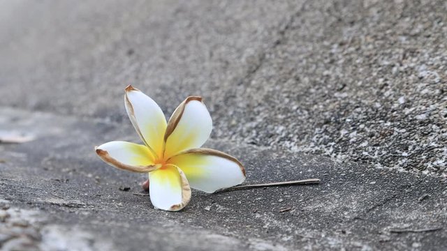 Beautiful sweet Plumeria flowers, blooming, concept for background texture. Vintage and natural background. close up flower. falling on the floor.