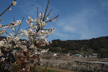 春の梅の花