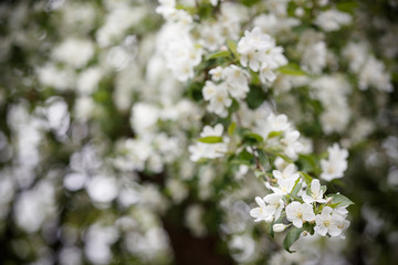 Beautiful blooming apple tree branches in the park. A branch of white flowers of an apple tree on a flowering tree. Allergy season. Spring concept. Selective focus