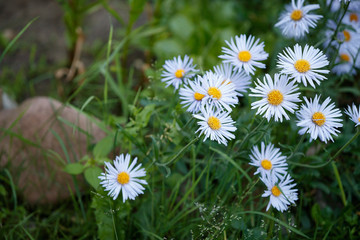 Blue daisies wildflowers. Beautiful nature scene with blooming medical chamomiles in the summer sun. Alternative Medicine Spring Daisy. Summer flowers in a beautiful meadow. Summer background