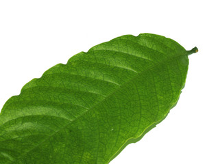 Fototapeta na wymiar Coffee leaves isolated on a white background