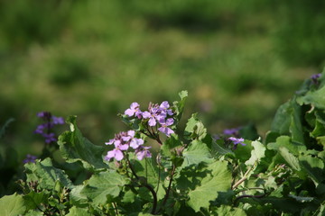 紫色の花を咲かすオオアラセイトウ