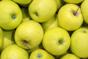 Lots of yellow apples. Natural condition. Top view as background