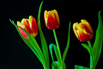 Lovely bright three flowers of tulips of red and yellow color. Still life. Black background