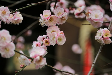  神社に咲く梅の花