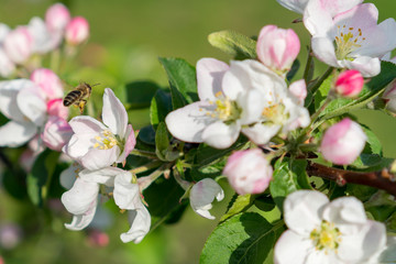 Flying bee. Honey bee pollinating apple blossom. The Apple tree blooms. honey bee collects nectar on the flowers apple trees. Bee sitting on an apple blossom. Spring flowers