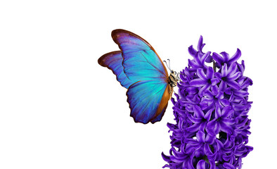Obraz na płótnie Canvas Hyacinth flower. Beautiful blue morpho butterfly on a flower on a white background. copy spaces. blue hyacinth flower and butterfly