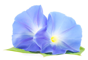 Flower ipomoea blue with leaves.