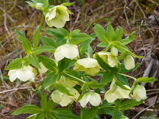 (Helleborus viridis) Hellébore vert à fleurs vert pâle à vert pomme