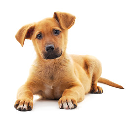 Obraz premium One little dog.