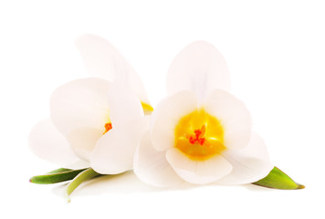 Naklejka na ściany i meble Bouquet white anemone.