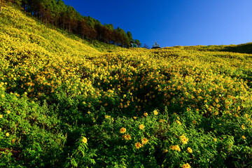 field of yellow flowers