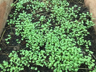 Close-up of green seedling.