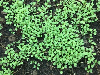Close-up of green seedling.