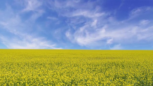 cinemagraph of a landscape with a yellow rapeseed field under a blue sky