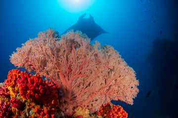 Fototapeta na wymiar Manta Ray swimming over coral reef 