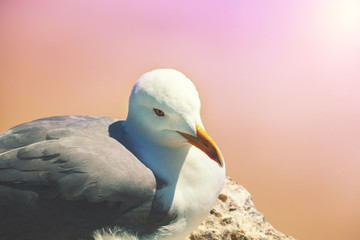 Portrait of a seagull on a pink background
