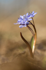 Alpine squill (Scilla bifolia) or two leaf squill, early spring purple flower growing from an underground bulb with two lance shaped leaves