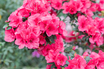 red azalea, gardening concept, bush of blooming azalea, background for a card. Spring flowers