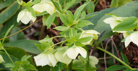 Hellébore vert (Helleborus viridis)